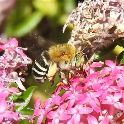 Amegilla sp. (genus) at Acton, ACT - Yesterday by HelenCross