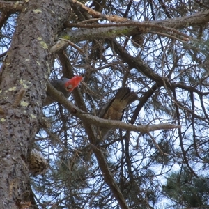 Callocephalon fimbriatum at Googong, NSW - Yesterday by Youspy