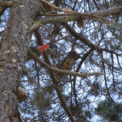 Callocephalon fimbriatum (Gang-gang Cockatoo) at Googong, NSW - Yesterday by Youspy