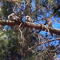 Podargus strigoides (Tawny Frogmouth) at Googong, NSW - 18 Nov 2025 by Youspy