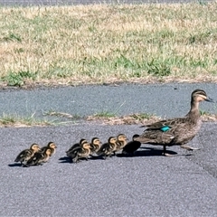 Anas superciliosa (Pacific Black Duck) at Kambah, ACT - 26 Nov 2025 by HelenCross