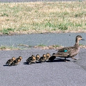 Anas superciliosa at Kambah, ACT - Yesterday by HelenCross