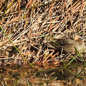 Anas superciliosa at Kambah, ACT - Today by HelenCross