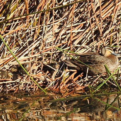 Anas superciliosa (Pacific Black Duck) at Kambah, ACT - Yesterday by HelenCross
