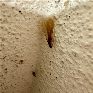 Neotermes sp. (genus) at Braddon, ACT - 21 Nov 2025 by Hejor1