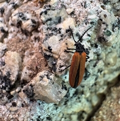 Porrostoma rhipidium (Long-nosed Lycid (Net-winged) beetle) at Russell, ACT - Yesterday by Hejor1