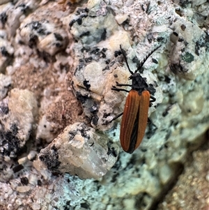 Porrostoma rhipidium (Long-nosed Lycid (Net-winged) beetle) at Russell, ACT - Yesterday by Hejor1