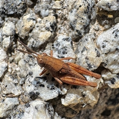 Phaulacridium vittatum at Russell, ACT - Yesterday by Hejor1