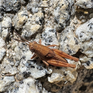Phaulacridium vittatum at Russell, ACT - Yesterday by Hejor1