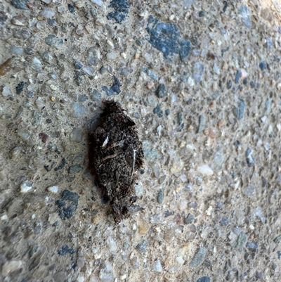 Cebysa leucotelus (Australian Bagmoth) at Russell, ACT - Yesterday by Hejor1