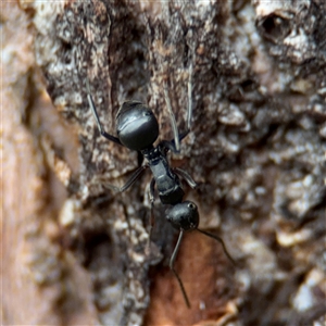 Polyrhachis sp. (genus) at Dickson, ACT - 22 Nov 2025 by Hejor1