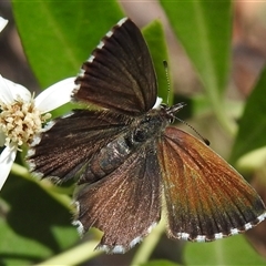 Neolucia agricola at Acton, ACT - Yesterday by HelenCross