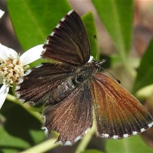 Neolucia agricola at Acton, ACT - Yesterday by HelenCross