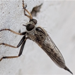 Cerdistus sp. (genus) at Gungahlin, ACT - Yesterday by chriselidie