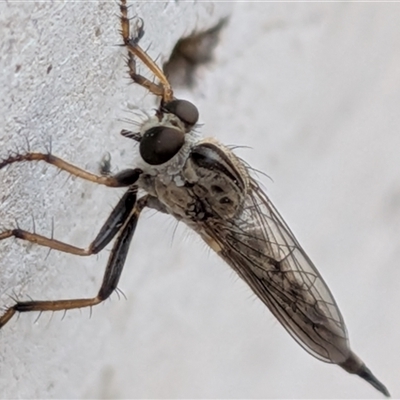 Cerdistus sp. (genus) at Gungahlin, ACT - Yesterday by chriselidie