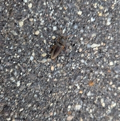 Elateridae (family) at Gungahlin, ACT - Yesterday by chriselidie