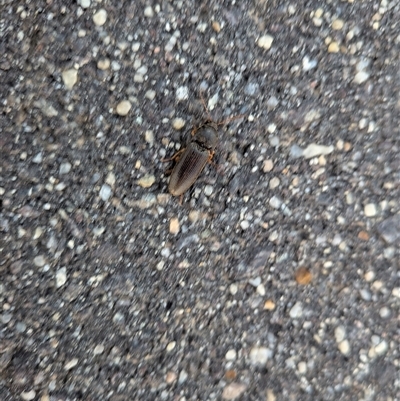 Elateridae (family) at Gungahlin, ACT - Yesterday by chriselidie