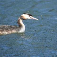 Podiceps cristatus at Metung, VIC - 24 Nov 2025 by KMcCue