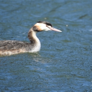 Podiceps cristatus at Metung, VIC - 24 Nov 2025 by KMcCue