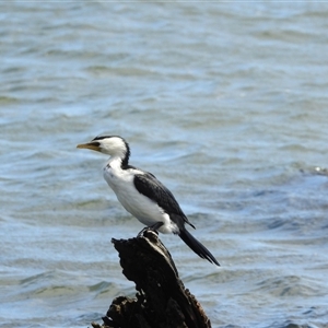 Microcarbo melanoleucos at Metung, VIC - 24 Nov 2025 by KMcCue