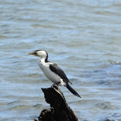 Microcarbo melanoleucos at Metung, VIC - 24 Nov 2025 by KMcCue
