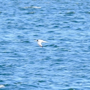 Gelochelidon macrotarsa at Metung, VIC - 24 Nov 2025 by KMcCue