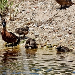 Anas castanea at Metung, VIC - 24 Nov 2025 by KMcCue