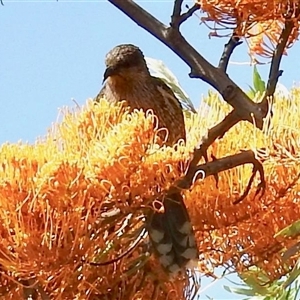 Anthochaera carunculata at Metung, VIC - 24 Nov 2025 by KMcCue