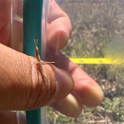 Keyacris sp. (genus) at  - suppressed by Tinker8