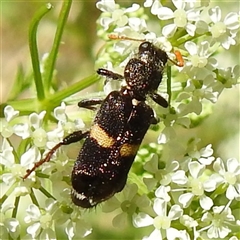 Eleale pulchra (Clerid beetle) at Kambah, ACT - 24 Nov 2025 by HelenCross