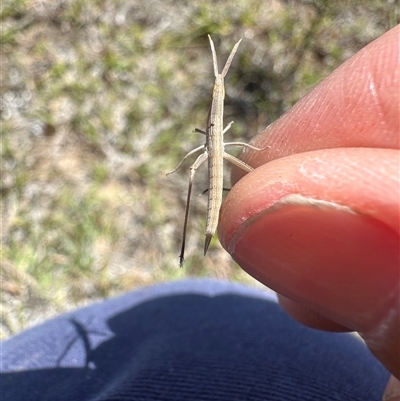 Unverified Grasshopper (several families) at  - suppressed by Tinker8