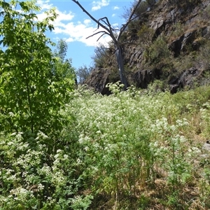 Conium maculatum at Kambah, ACT - 24 Nov 2025 by HelenCross