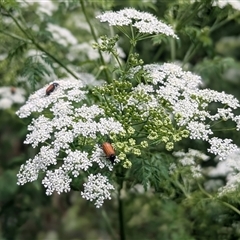 Phyllotocus rufipennis (Nectar scarab) at Kambah, ACT - 24 Nov 2025 by HelenCross