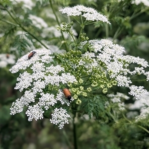 Phyllotocus rufipennis (Nectar scarab) at Kambah, ACT - 24 Nov 2025 by HelenCross