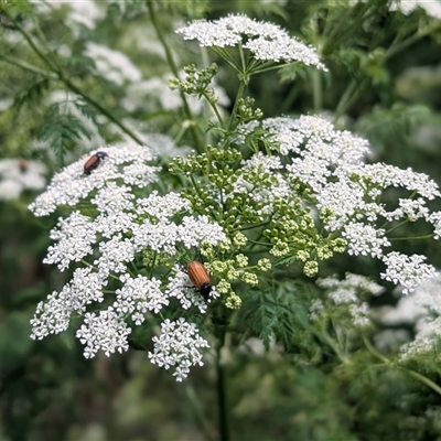 Phyllotocus rufipennis (Nectar scarab) at Kambah, ACT - 24 Nov 2025 by HelenCross