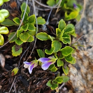 Viola improcera at Cotter River, ACT - Today by BethanyDunne