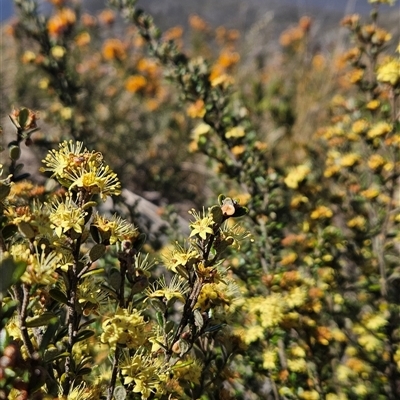 Phebalium squamulosum subsp. ozothamnoides at Cotter River, ACT - Yesterday by BethanyDunne