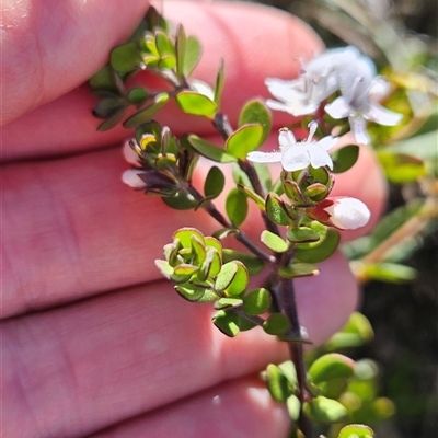 Westringia lucida at Cotter River, ACT - Yesterday by BethanyDunne