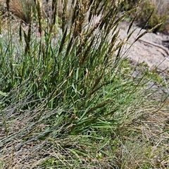 Anthoxanthum odoratum at Cotter River, ACT - Yesterday by BethanyDunne