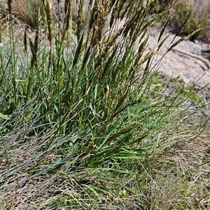 Anthoxanthum odoratum at Cotter River, ACT - Today by BethanyDunne