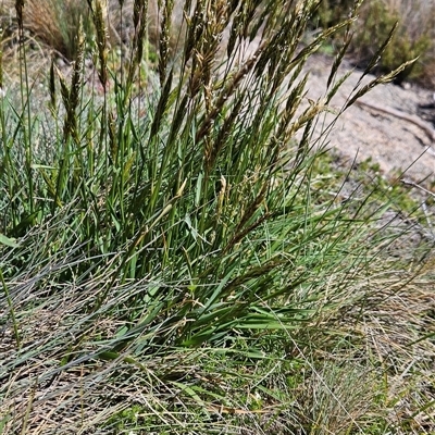 Anthoxanthum odoratum at Cotter River, ACT - Yesterday by BethanyDunne