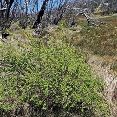 Unverified Plant at Yaouk, NSW - Yesterday by BethanyDunne