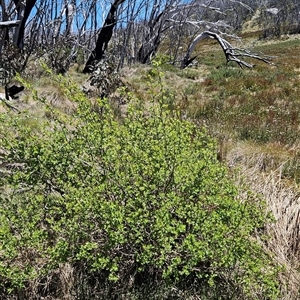 Unverified Plant at Yaouk, NSW - Today by BethanyDunne