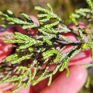 Ozothamnus cupressoides at Yaouk, NSW - Today by BethanyDunne