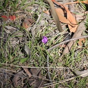 Unverified Pea at Mount Clear, ACT - 25 Nov 2025 by VanceLawrence