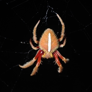 Hortophora transmarina at Maloneys Beach, NSW - 26 Nov 2025 by Harrisi