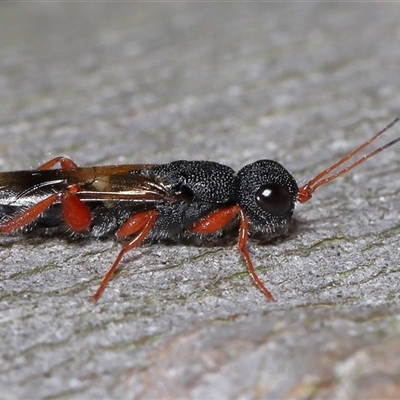 Unverified Parasitic wasp (numerous families) at Acton, ACT - 23 Nov 2025 by TimL