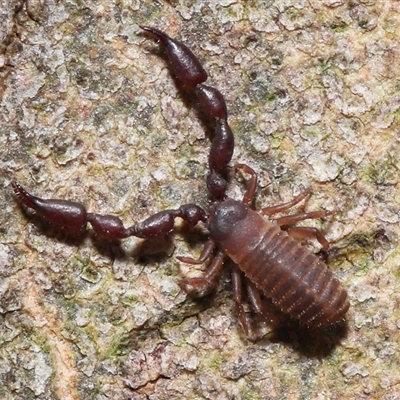 Pseudoscorpiones (order) (False Scorpion, Pseudoscorpion) at Acton, ACT - 23 Nov 2025 by TimL