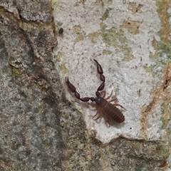 Halotydeus destructor (Redlegged earth mite) at Acton, ACT - 23 Nov 2025 by TimL