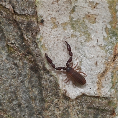 Halotydeus destructor (Redlegged earth mite) at Acton, ACT - 23 Nov 2025 by TimL
